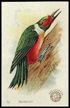 51 Woodpecker